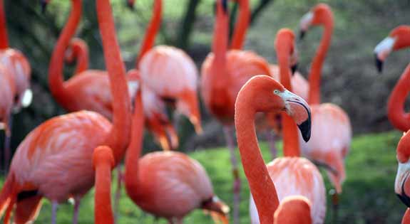 Free Las Vegas Attractions Free Las Vegas Attractions